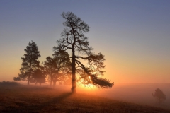 Q3_2020_06_Morgenstund