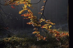 Q3_2020_10_Herbstlicht