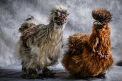 q2_23_Chicken-in-Love