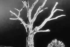 q2_23__Baum