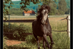 q2_23__Pferd