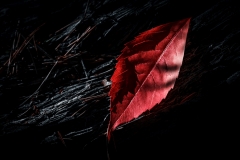 Q3_19_03-Red-Passion