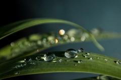 Q3_19_04-Blatt-nach-dem-Regen