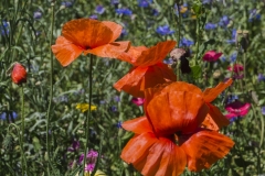 Q3_19_08-Blumenwiese