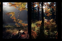 Q4_20_01-Herbstlicht