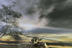 Libelle