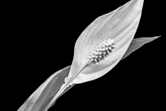 24-Spatiphylum_sw_2020