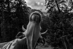 01-Alpenluft_sw_2020