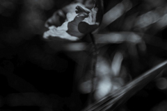 SW_2022_01-Die-Mohnblume