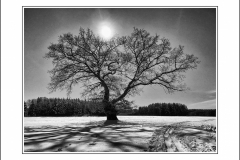 SW_2022_21-Eiche