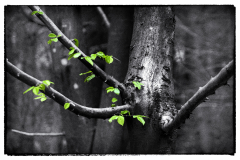 SW_2022_27-Silbergruen