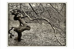 SW_23_04-Baumbart-1