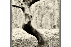 SW_23_12-Baumbart-2