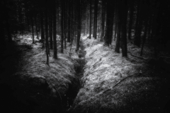 SW_23_13-Dunkelwald