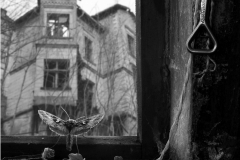 SW_2021_034_Falter-am-Fenster