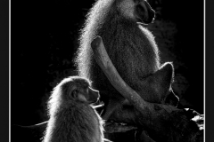 SW_2021_051_Affenliebe