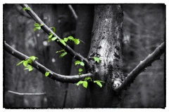 SW_2021_082_Im-Weissbuchen-Hain
